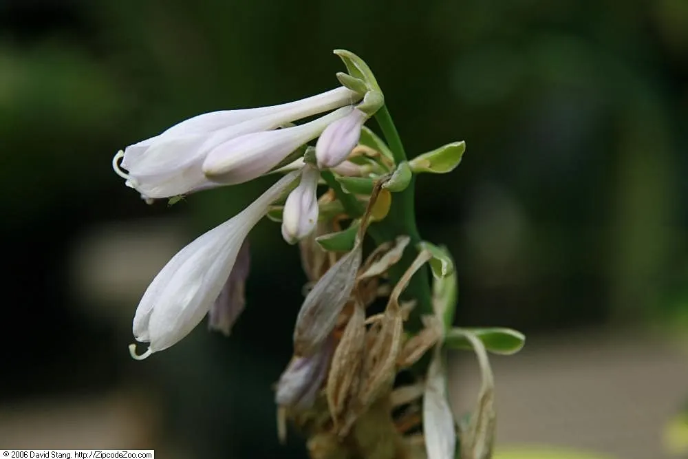 Wide Brim Hosta (Hosta 'Wide Brim') — It features heart-shaped leaves with broad, irregular, creamy-yellow margins and deep green centers