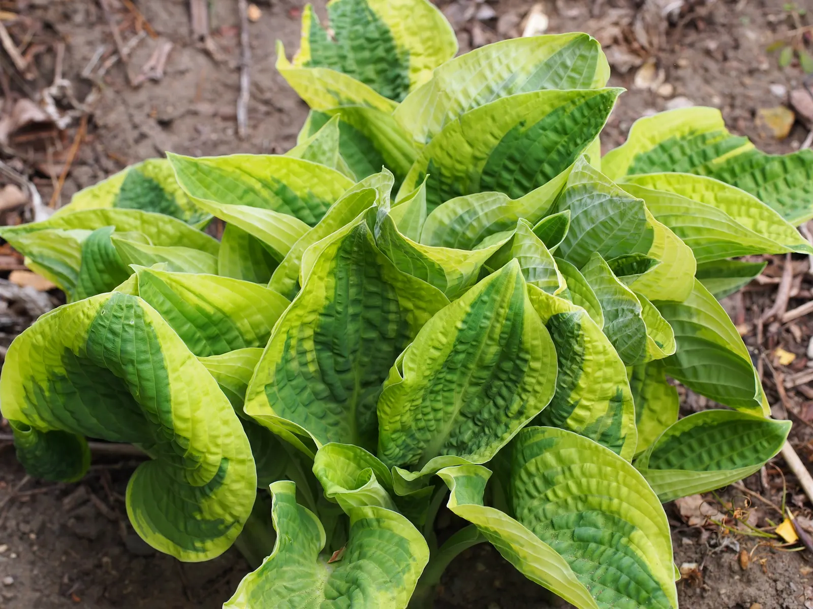 Wide Brim Hosta (Hosta 'Wide Brim') — Blooms with trumpet-shaped lavender flowers on 24-inch stalks in summer