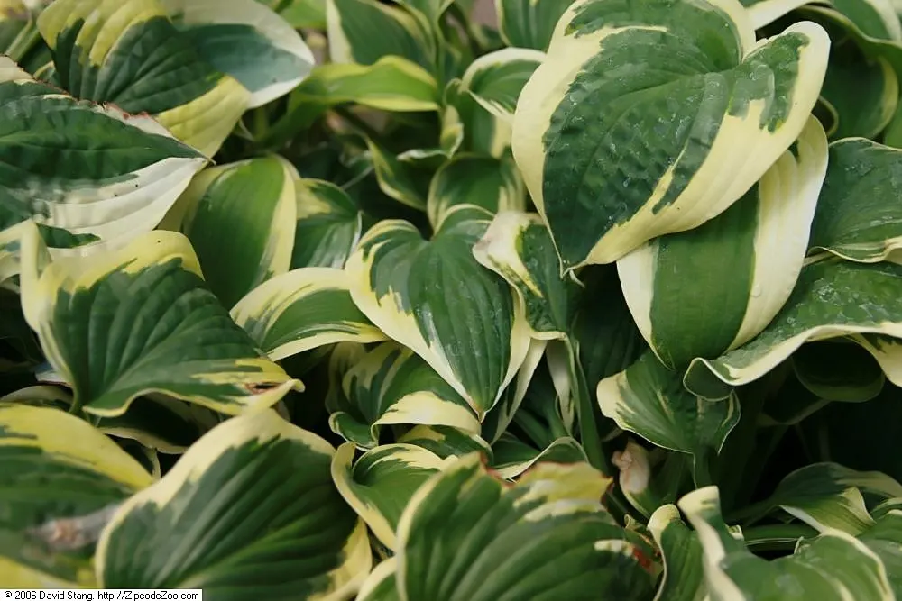 Wide Brim Hosta (Hosta 'Wide Brim') — Hosta 'Wide Brim' is a shade-loving perennial valued for its lush foliage
