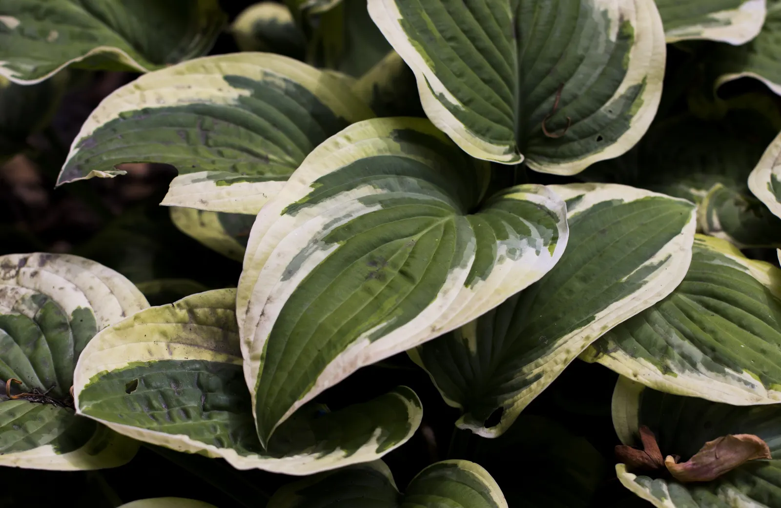 Wide Brim Hosta (Hosta 'Wide Brim') — which provides lush ground cover in shaded garden areas