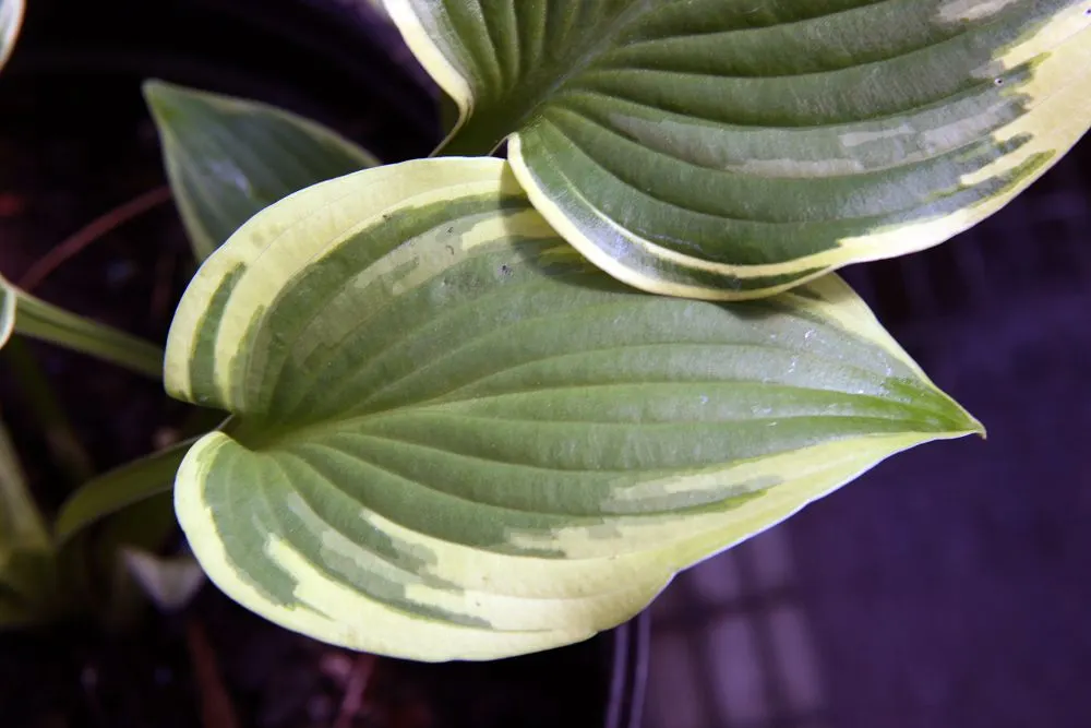 Wide Brim Hosta (Hosta 'Wide Brim') — irregular margins of creamy yellow that can fade to white as the season progresses