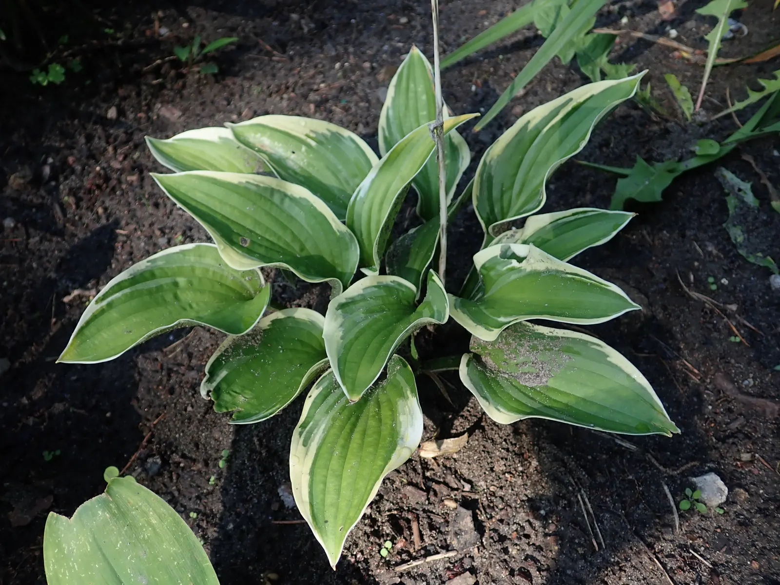 Wide Brim Hosta (Hosta 'Wide Brim') — Ideal for borders, groundcover, or as a focal point in shady areas