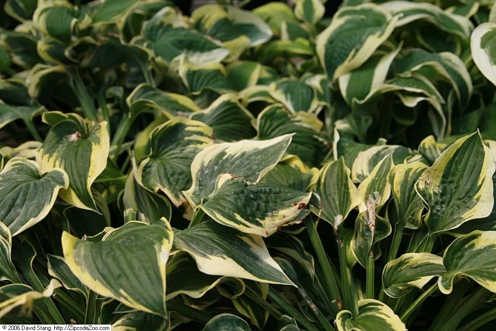 Wide Brim Hosta (Hosta 'Wide Brim') — Prefers moist, well-drained soil