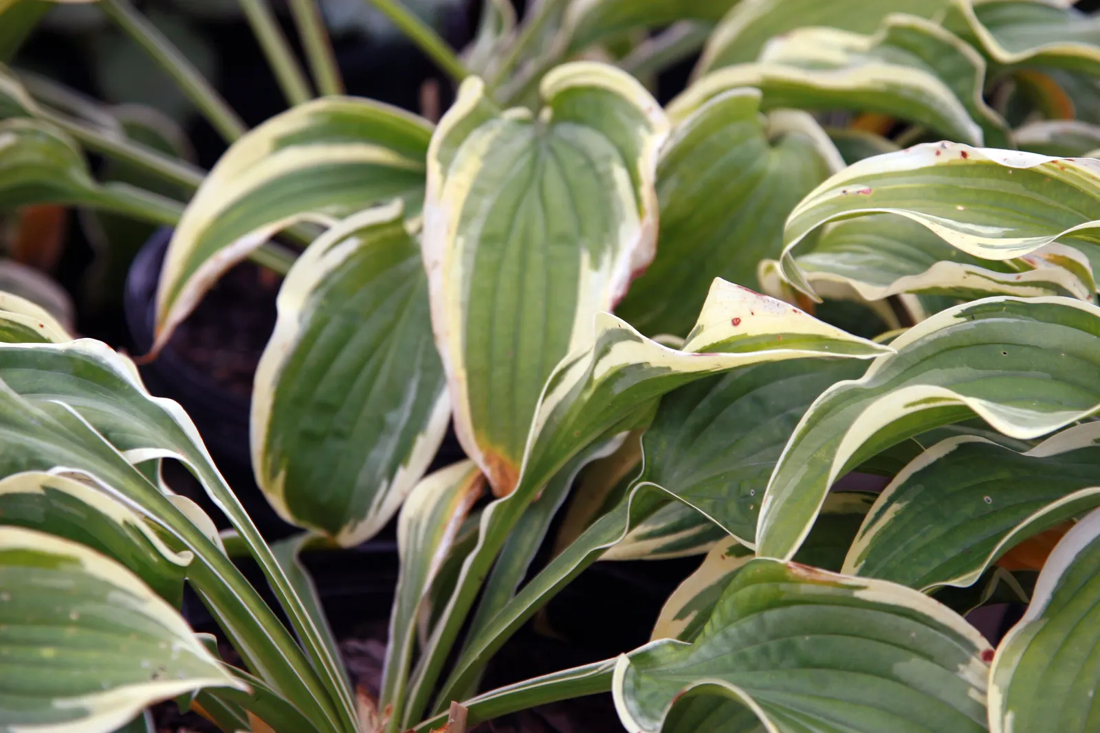 Wide Brim Hosta (Hosta 'Wide Brim') — deep green center surrounded by wide