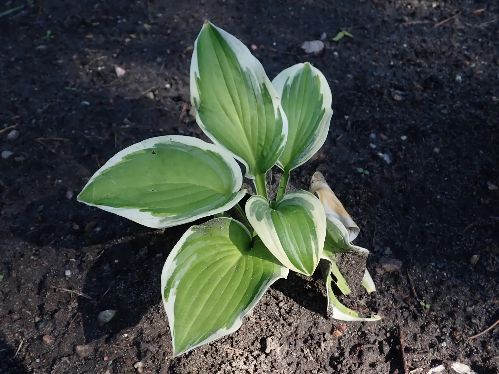 Wide Brim Hosta (Hosta 'Wide Brim') — Matures to an attractive mound about 18 inches tall with a spread of up to 36 inches