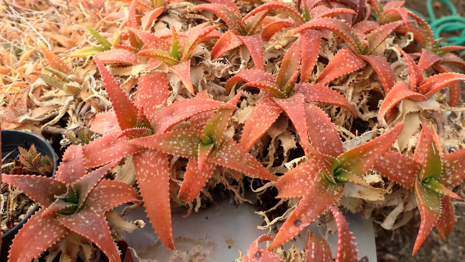 Cynthia Giddy Aloe (Aloe 'Cynthia Giddy') — The Aloe 'Cynthia Giddy' is a succulent perennial boasting vibrant orange-red tubular flowers on tall spikes