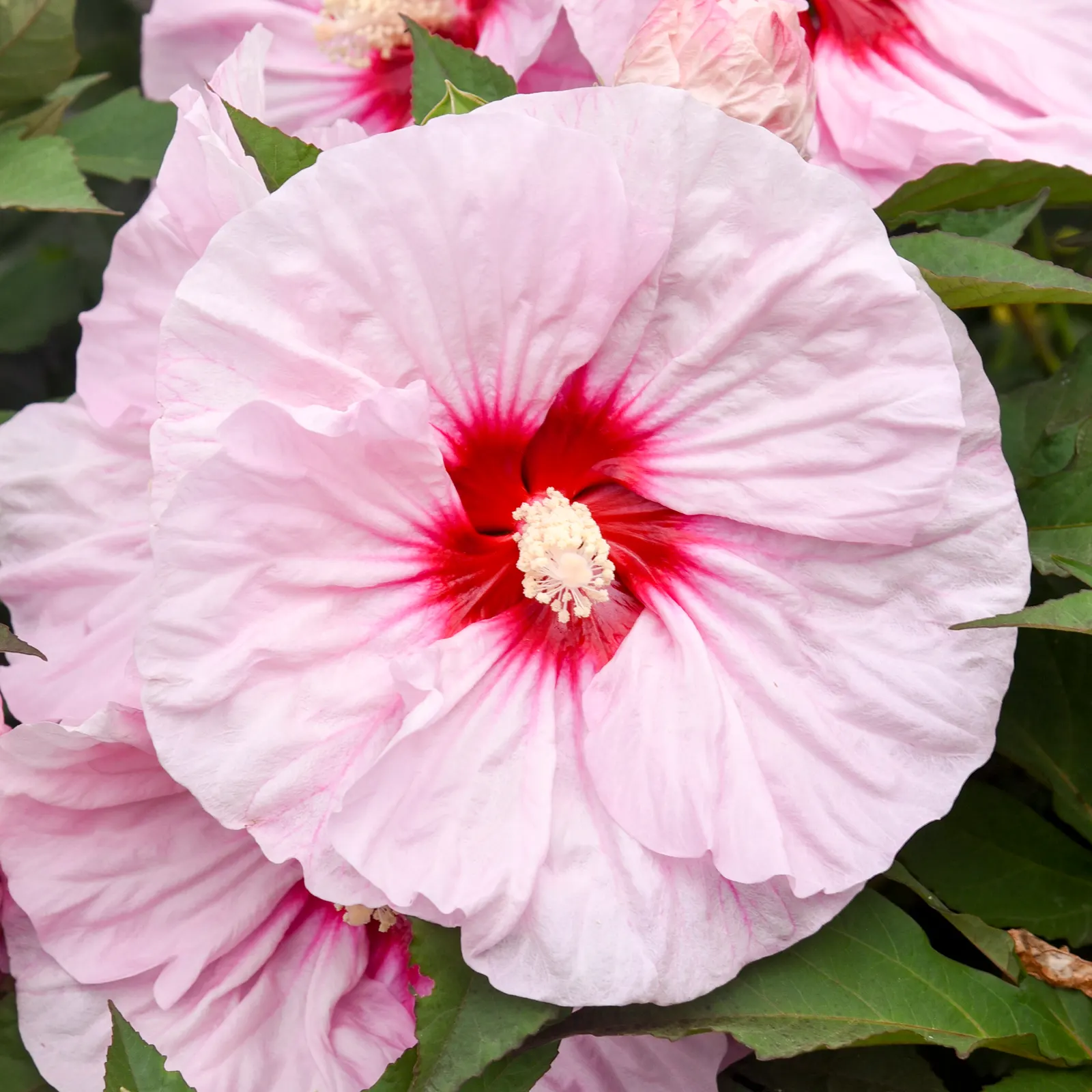'All Eyes on Me' Rose Mallow (Hibiscus hybrid) — The Hibiscus hybrid 'All Eyes on Me' is a compact Rose Mallow with huge blushing pink blooms and dark