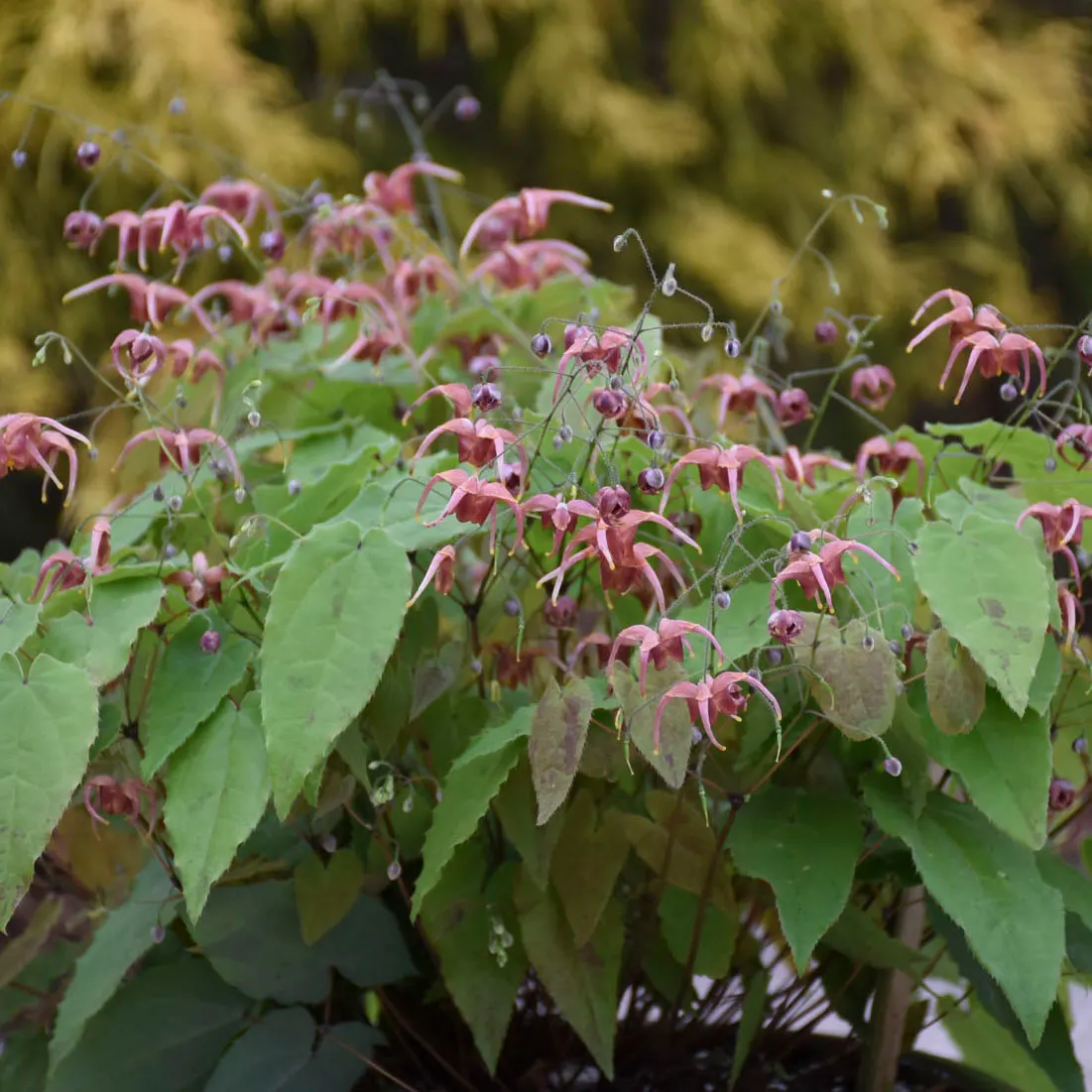 'Hugs and Kisses' Barrenwort (Epimedium hybrid) — It grows 8-12 inches tall and spreads 18-24 inches wide