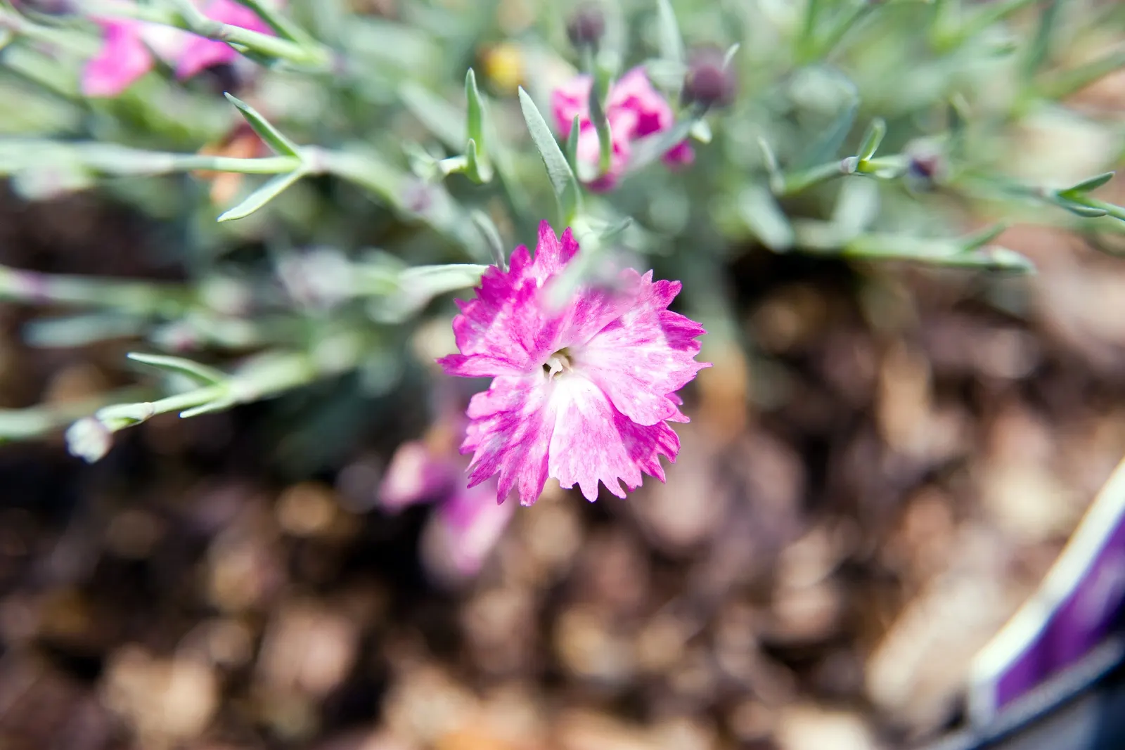 Firewitch Pinks (Dianthus 'Firewitch') — It prefers full sun and well-drained soil, thriving in USDA zones 3-9