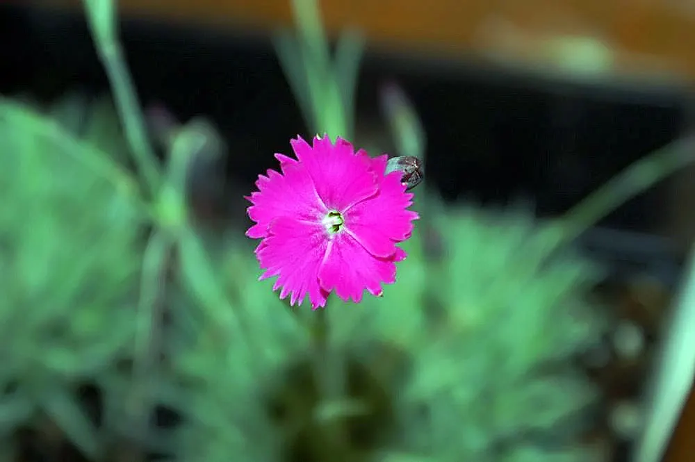 Firewitch Pinks (Dianthus 'Firewitch') — offering an extended display of color