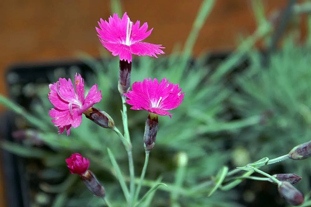 Firewitch Pinks (Dianthus 'Firewitch') — forming a dense mat of slender