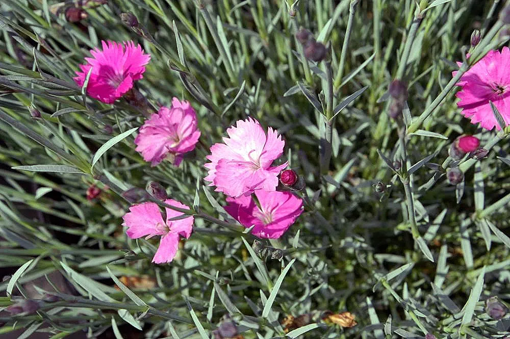 Firewitch Pinks (Dianthus 'Firewitch') — Perfect for rock gardens and borders