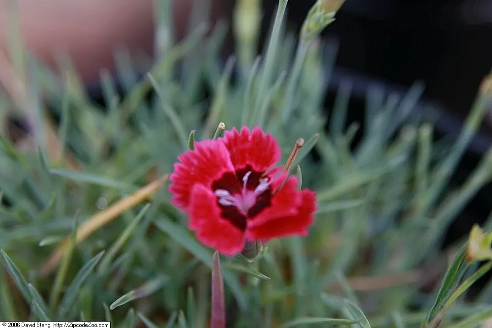 Firewitch Pinks (Dianthus 'Firewitch') — Its blossoms make an appearance in late spring with possible intermittent reblooms until early fall