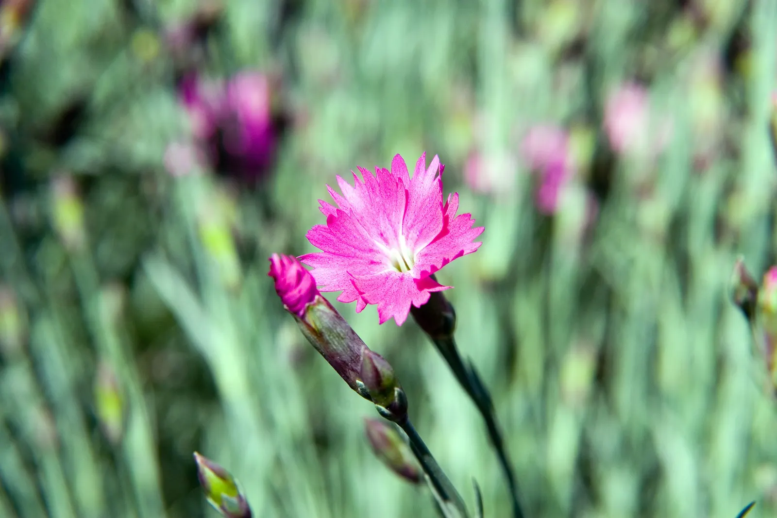 Firewitch Pinks (Dianthus 'Firewitch') — Boasting brilliant magenta blooms