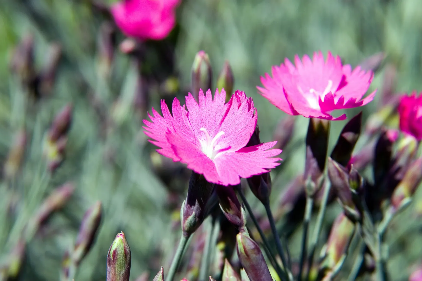 Firewitch Pinks (Dianthus 'Firewitch') — blue-green foliage offering year-round interest