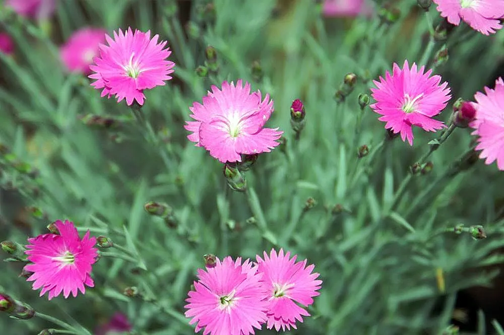 Firewitch Pinks (Dianthus 'Firewitch') — Firewitch Pinks bloom profusely in late spring and intermittently through fall