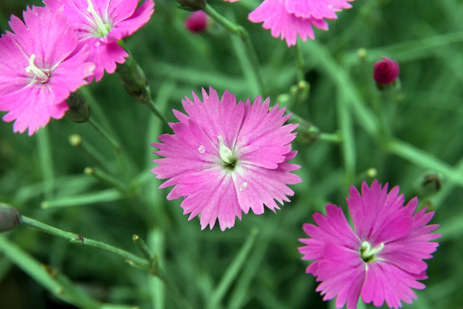 Firewitch Pinks (Dianthus 'Firewitch') — The Dianthus 'Firewitch' (Firewitch Pinks) is beloved for its vibrant magenta blooms and spicy clove fragrance
