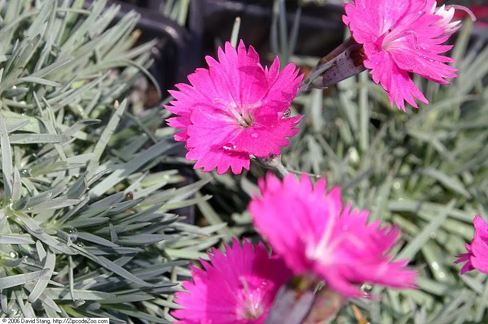 Firewitch Pinks (Dianthus 'Firewitch') — blue-green foliage that provides a lush backdrop for the eye-catching flowers