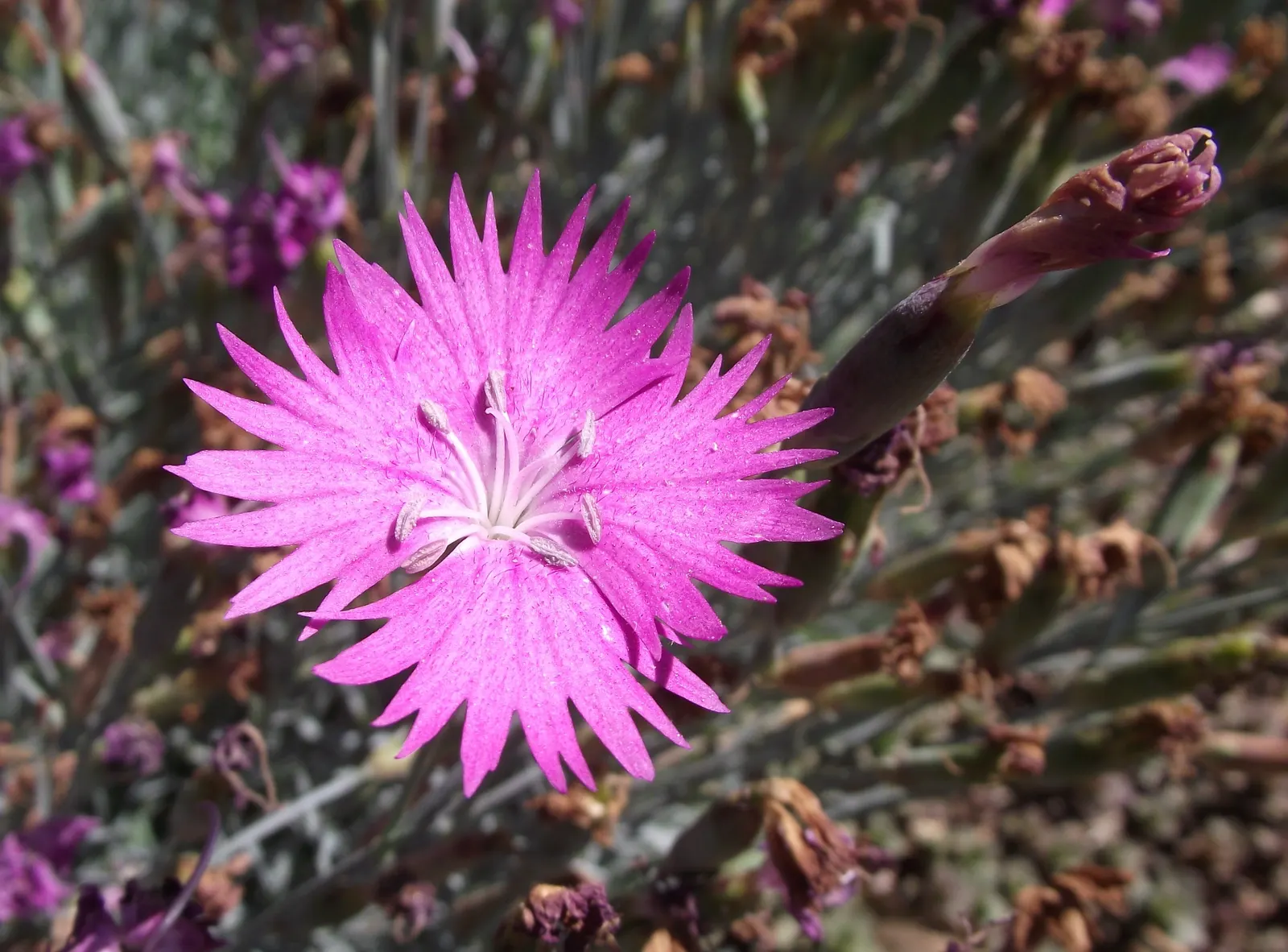 Firewitch Pinks (Dianthus 'Firewitch') — A perennial groundcover, it reaches a height of 6-8 inches with a spread of up to 12 inches