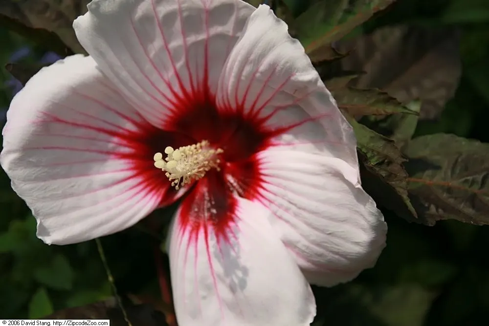 Kopper King Hardy Hibiscus (Hibiscus moscheutos 'Kopper King') — The Kopper King Hardy Hibiscus, Hibiscus mos