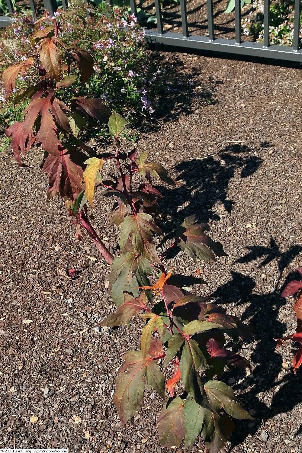 Kopper King Hardy Hibiscus (Hibiscus moscheutos 'Kopper King') — is renowned for its striking