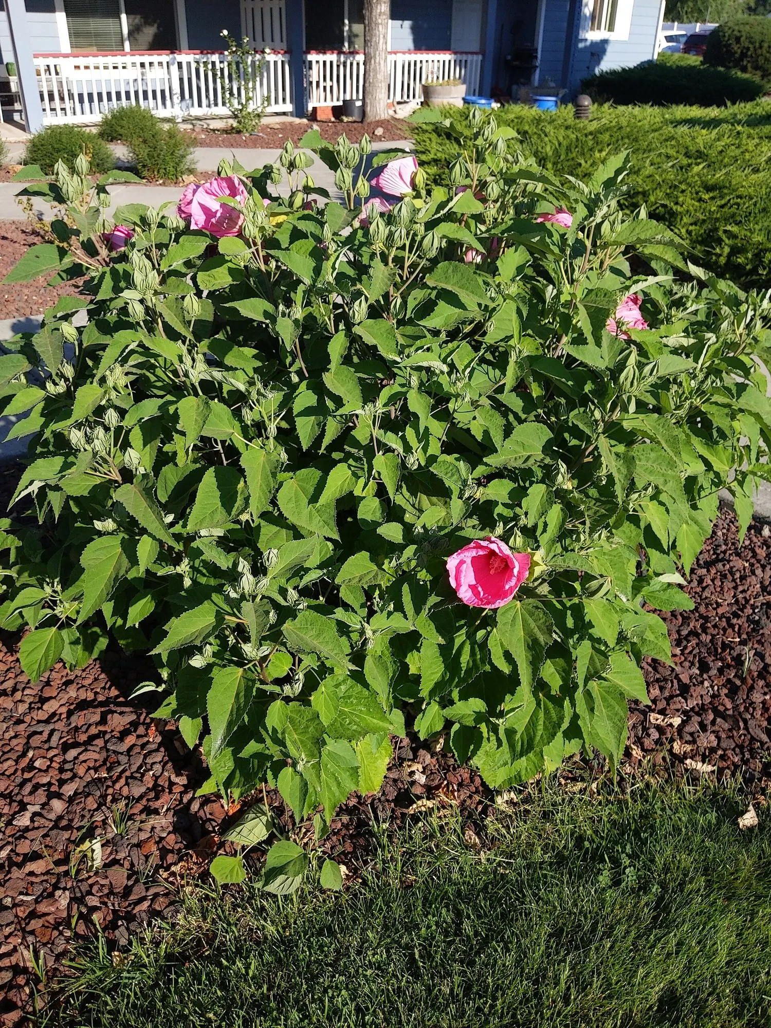 Kopper King Hardy Hibiscus (Hibiscus moscheutos 'Kopper King') — which can grow up to 10-12 inches in diameter