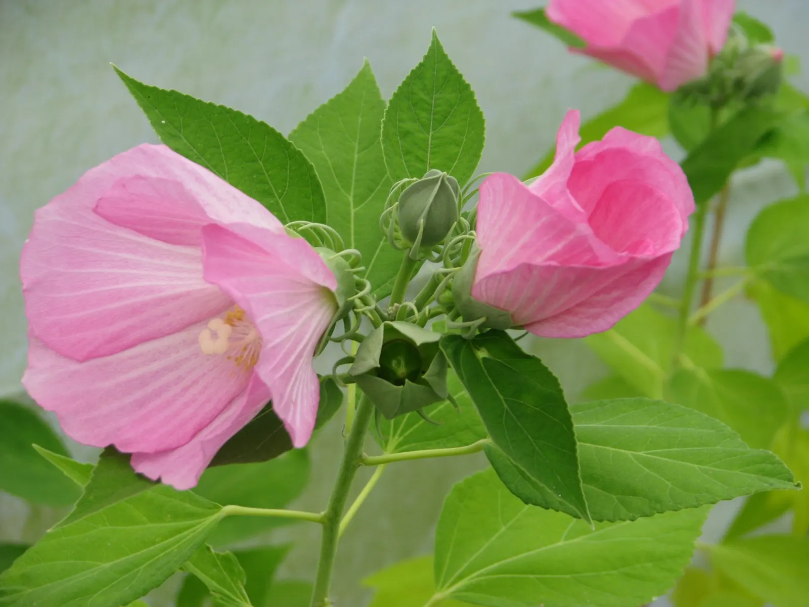 Kopper King Hardy Hibiscus (Hibiscus moscheutos 'Kopper King') — It begins flowering in mid-summer and continues into early fall