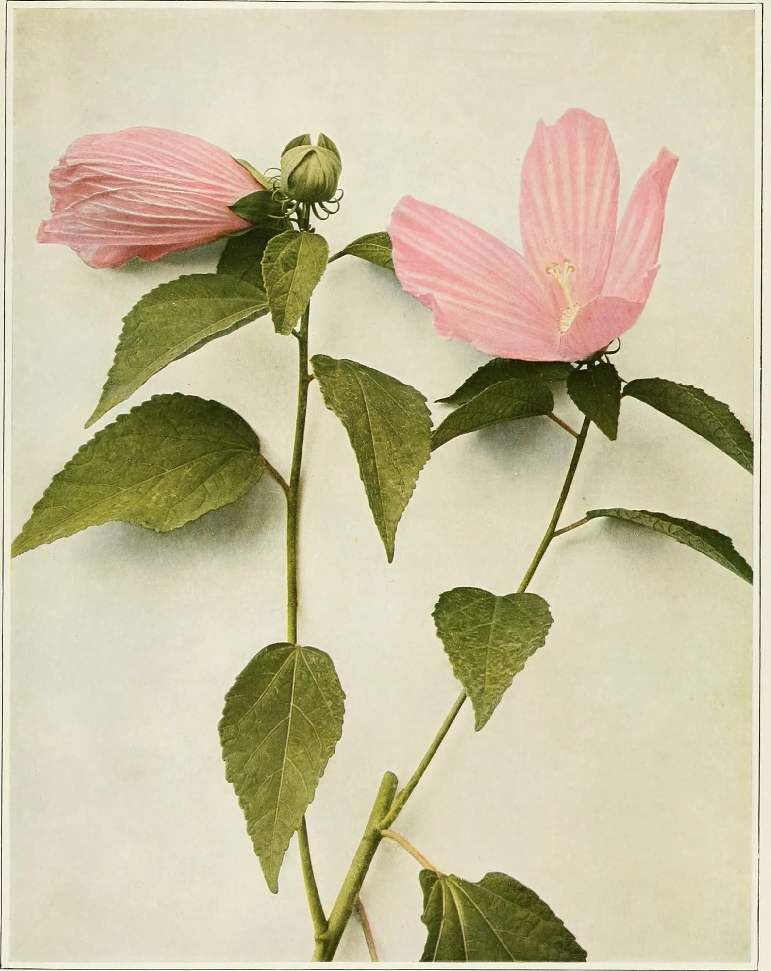 Kopper King Hardy Hibiscus (Hibiscus moscheutos 'Kopper King') — providing an extended display of vibrant color.<br><br>To ensure a healthy plant