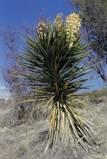 Torrey Yucca (Yucca Torreyi) — The Torrey Yucca - Yucca torreyi - is an impressive