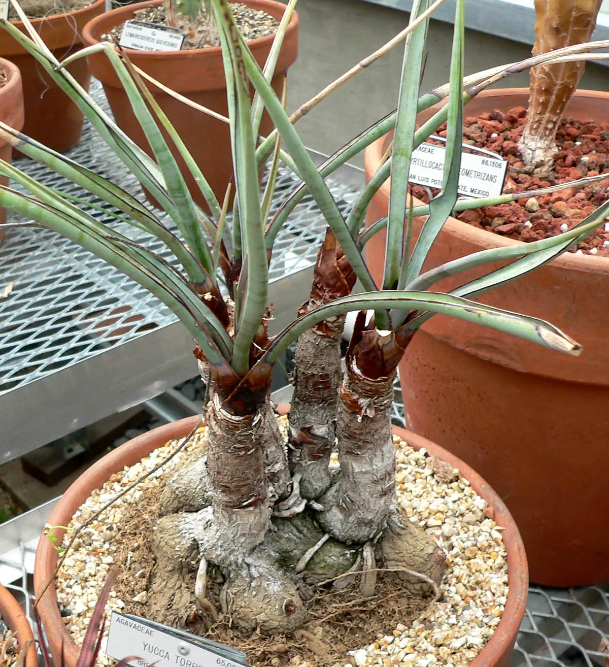 Torrey Yucca (Yucca Torreyi) — Native to the Chihuahuan Desert regions of Western Texas and Mexico