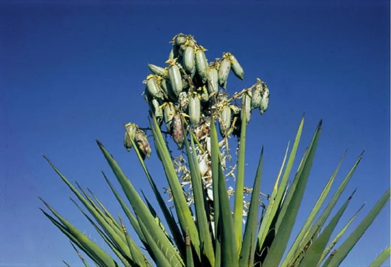 Torrey Yucca (Yucca Torreyi) — Yucca torreyi, commonly known as Torrey Yucca, is a robust perennial reaching up to 10 feet tall