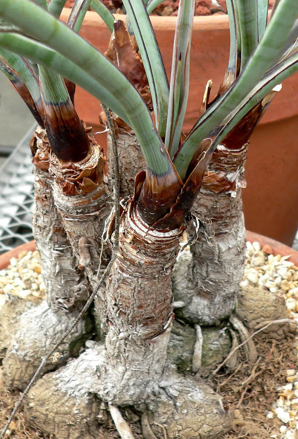 Torrey Yucca (Yucca Torreyi) — this robust species can reach a mature height of up to 15 feet