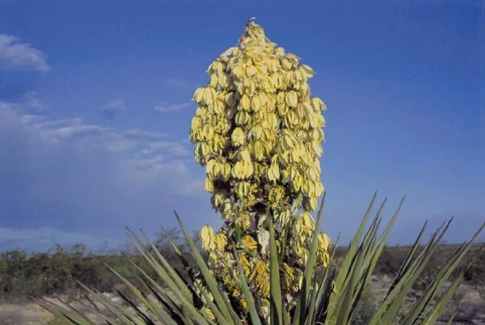 Torrey Yucca (Yucca Torreyi) — Perfect for accentuating southwestern themes
