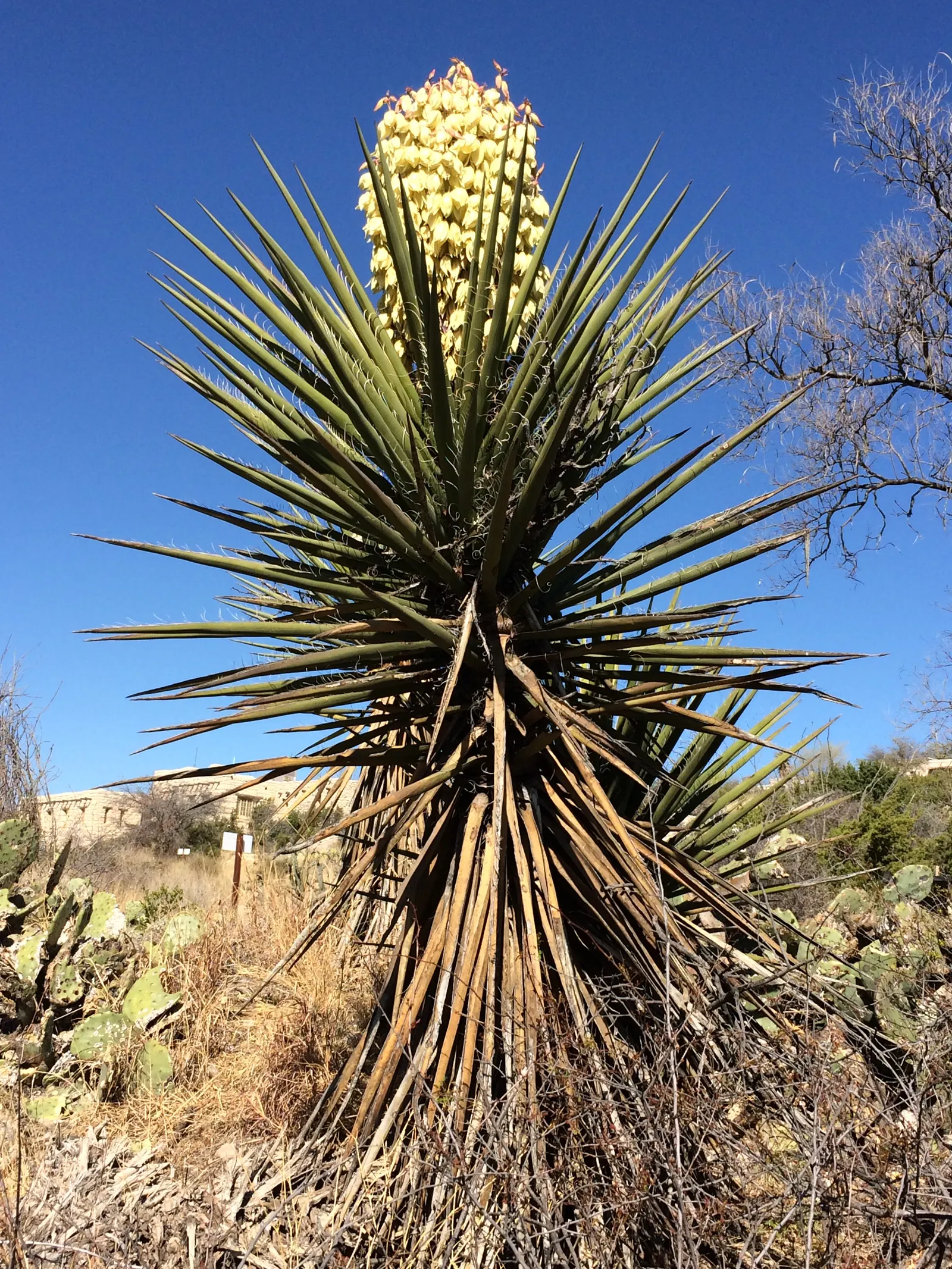 Torrey Yucca (Yucca Torreyi) — In spring to summer, it boasts towering white flower spikes, up to 4 feet high