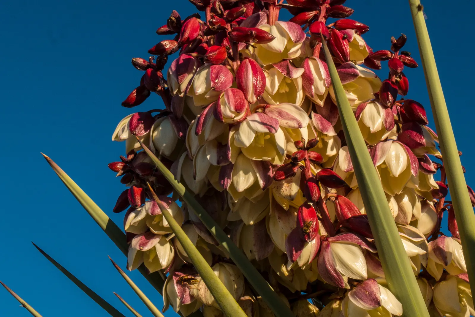 Torrey Yucca (Yucca Torreyi) — Its stout trunk is crowned with rosettes of stiff, lance-shaped leaves, each up to 35 inches long