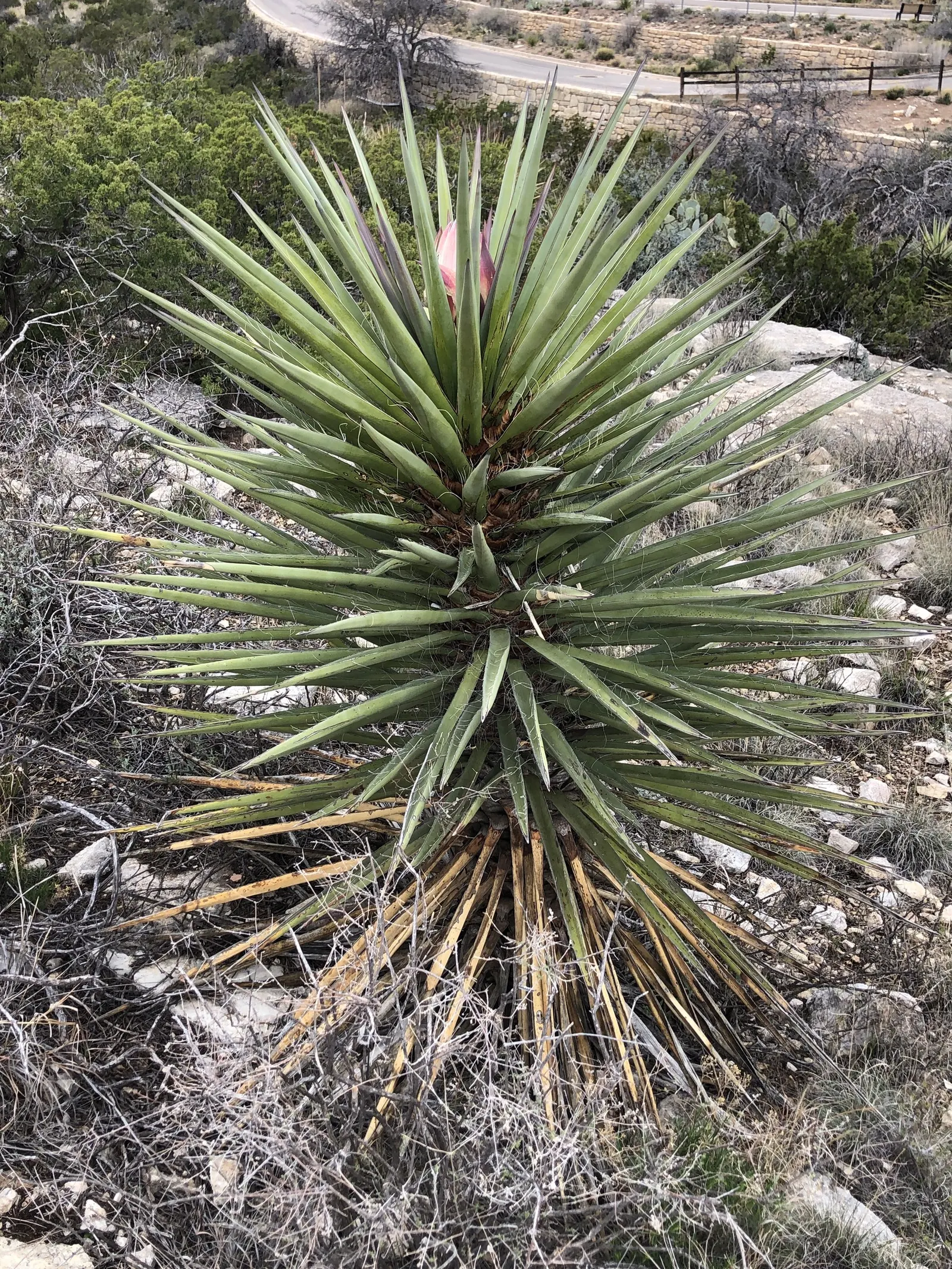 Torrey Yucca (Yucca Torreyi) — evergreen perennial that offers homeowners a bold and striking addition to their landscape