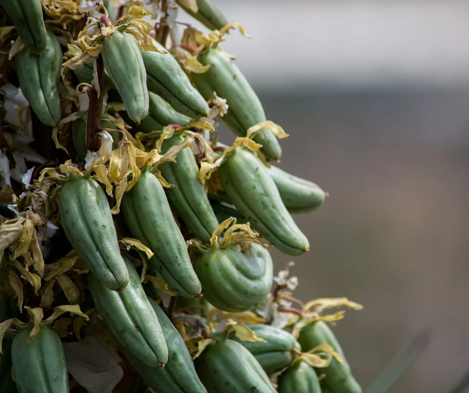 Torrey Yucca (Yucca Torreyi) — Well-suited to arid landscapes, it requires full sun and well-drained soil, hardy to USDA Zone 7