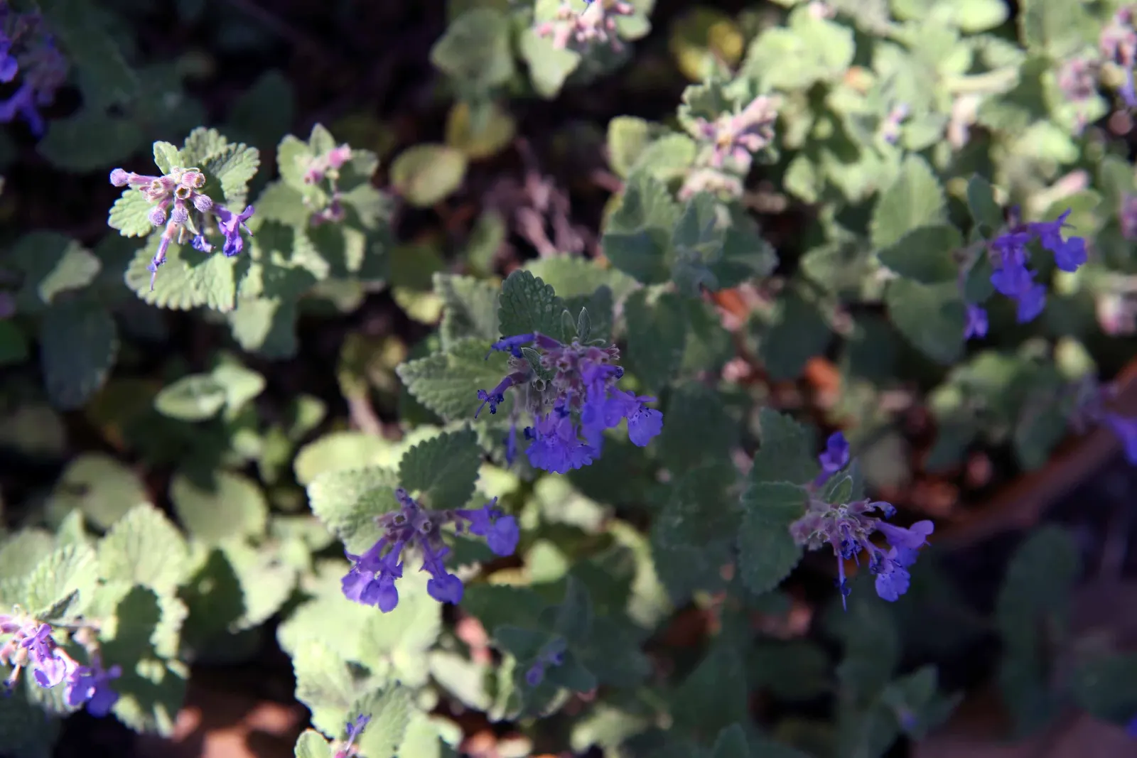 Catmint (Nepeta Racemosa 'Little Titch') — Nepeta racemosa 'Little Titch' is a compact perennial