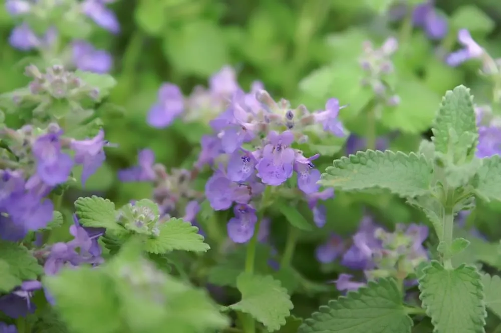 Catmint (Nepeta Racemosa 'Little Titch') — blooming from late spring to early fall