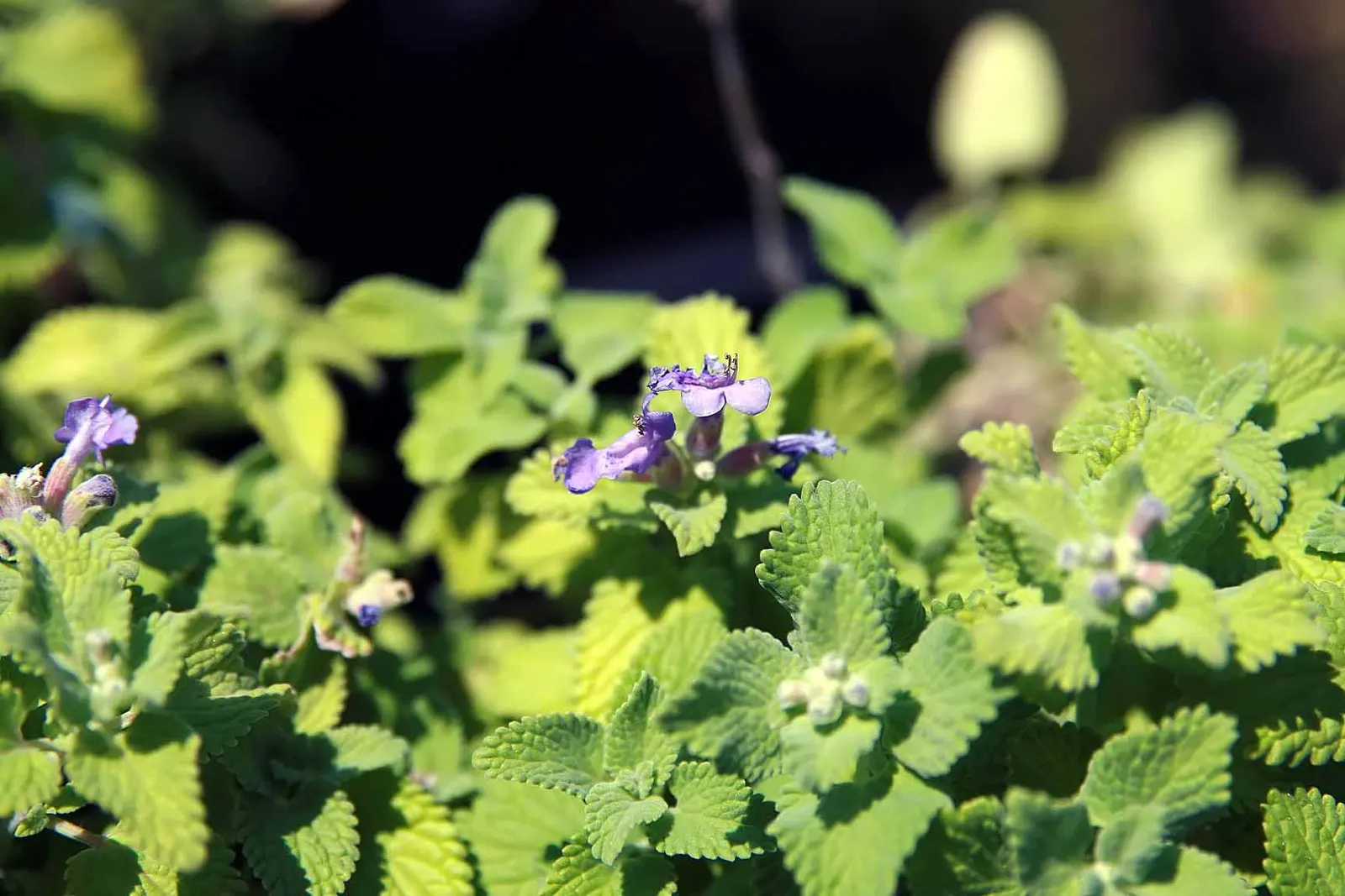Catmint (Nepeta Racemosa 'Little Titch') — It reaches up to 10 inches in height with a spread of 12 inches