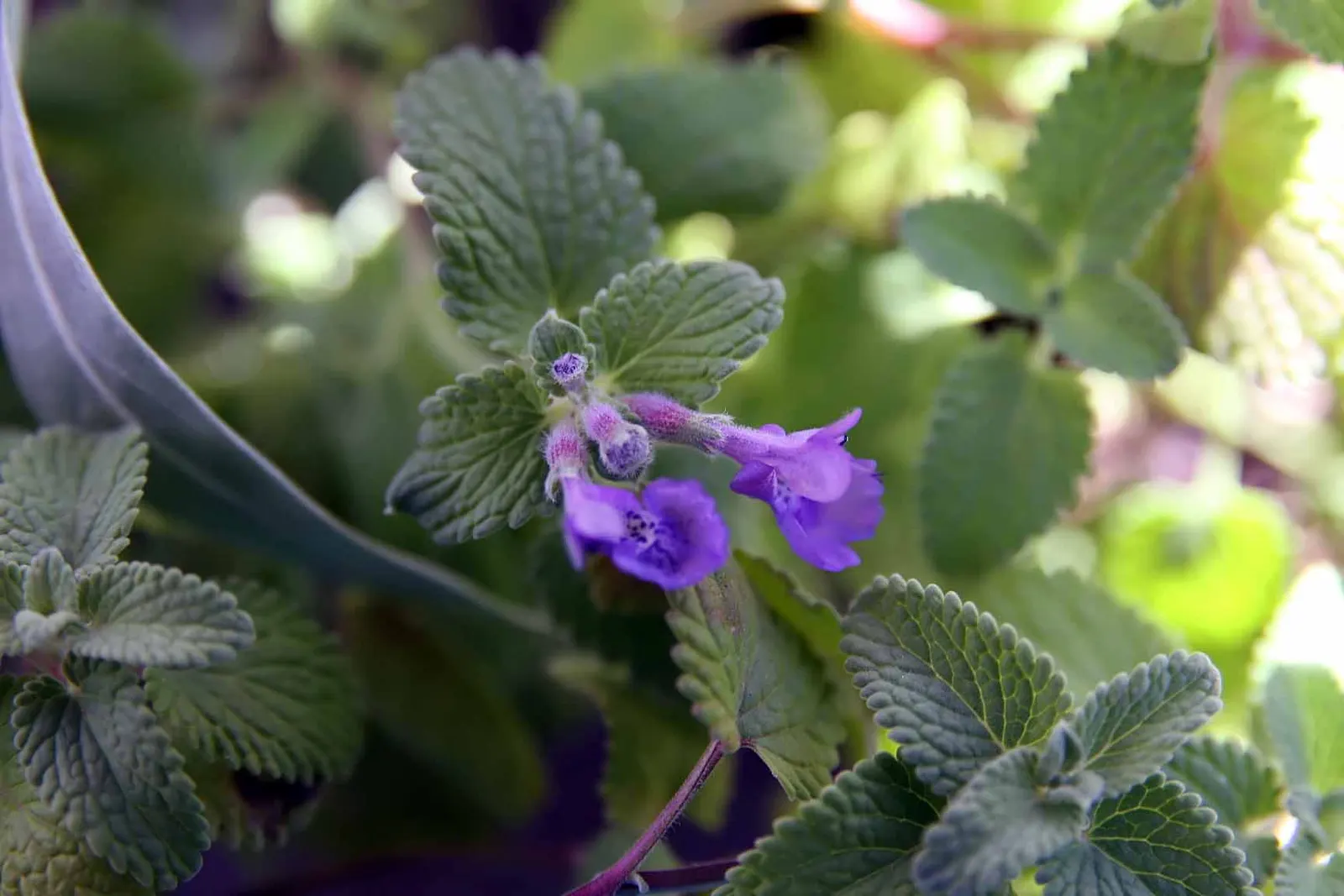 Catmint (Nepeta Racemosa 'Little Titch') — known for its gray-green foliage and lavender-blue flowers