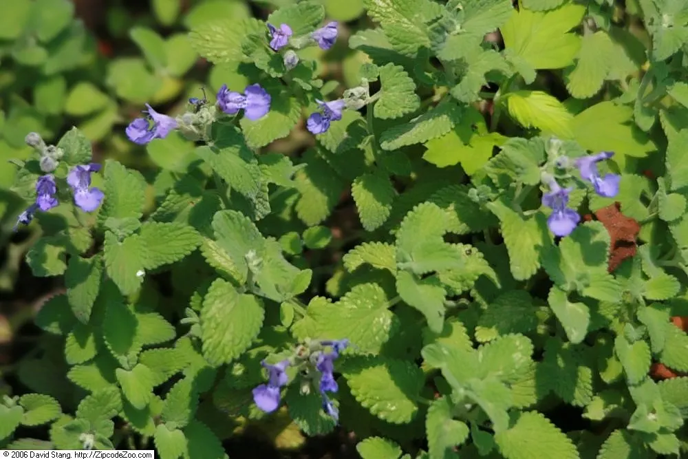 Catmint (Nepeta Racemosa 'Little Titch') — This drought-tolerant ca&trade;int prefers full sun and well-drained soil