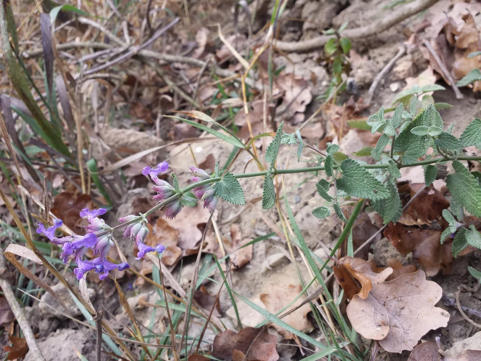 Catmint (Nepeta Racemosa 'Little Titch') — you'll witness an abundance of lavender-blue flowers that densely cluster atop the foliage