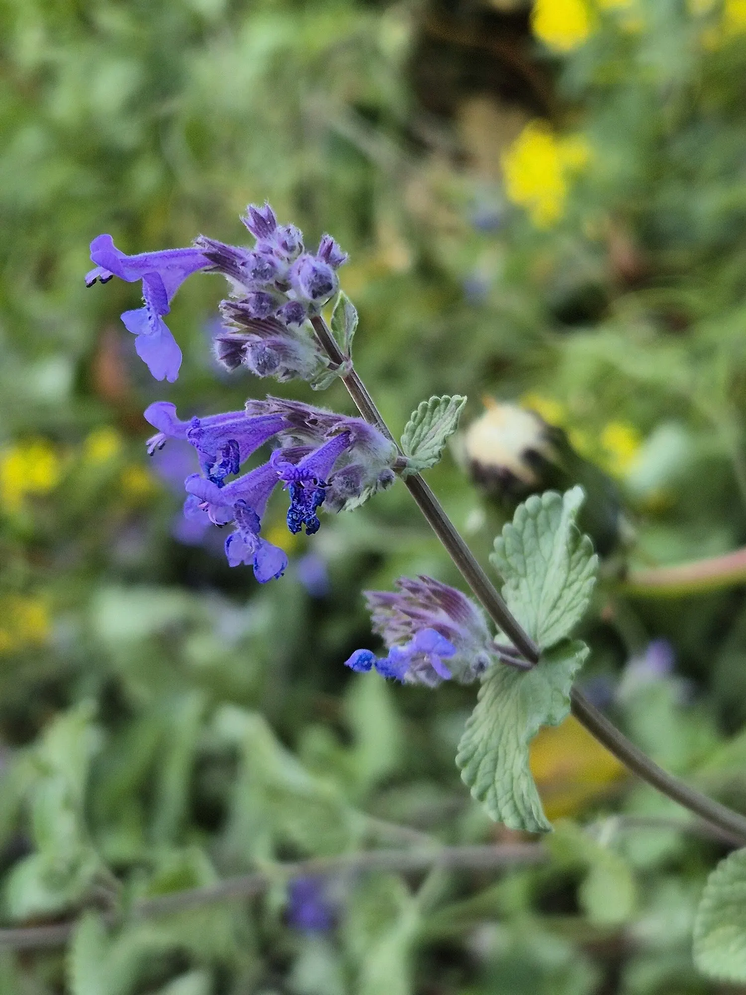 Catmint (Nepeta Racemosa 'Little Titch') — this compact selection is perfect for border fronts