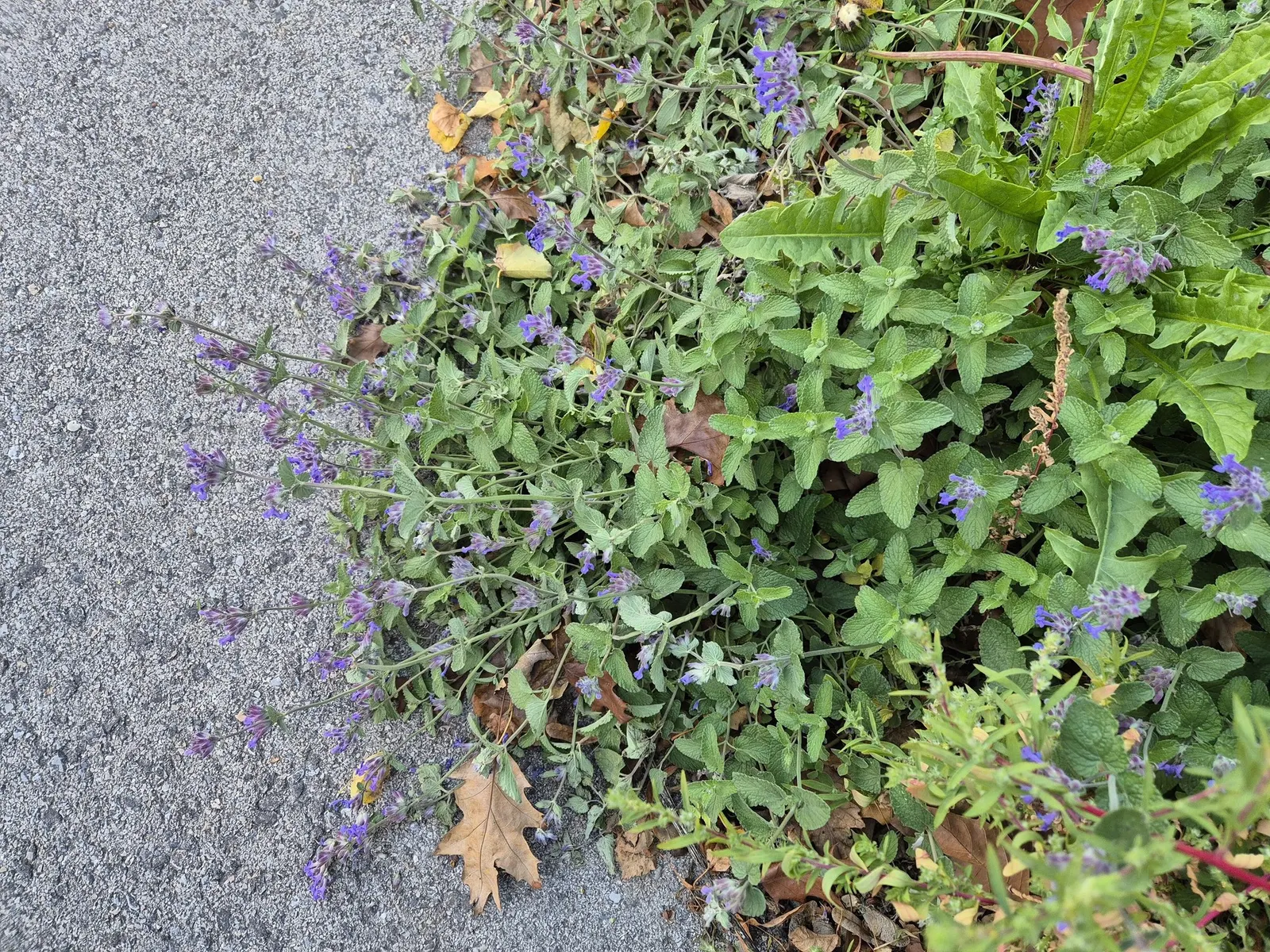 Catmint (Nepeta Racemosa 'Little Titch') — or as a delightful edging plant.<br><br>The foliage of Little Titch is fine and aromatic