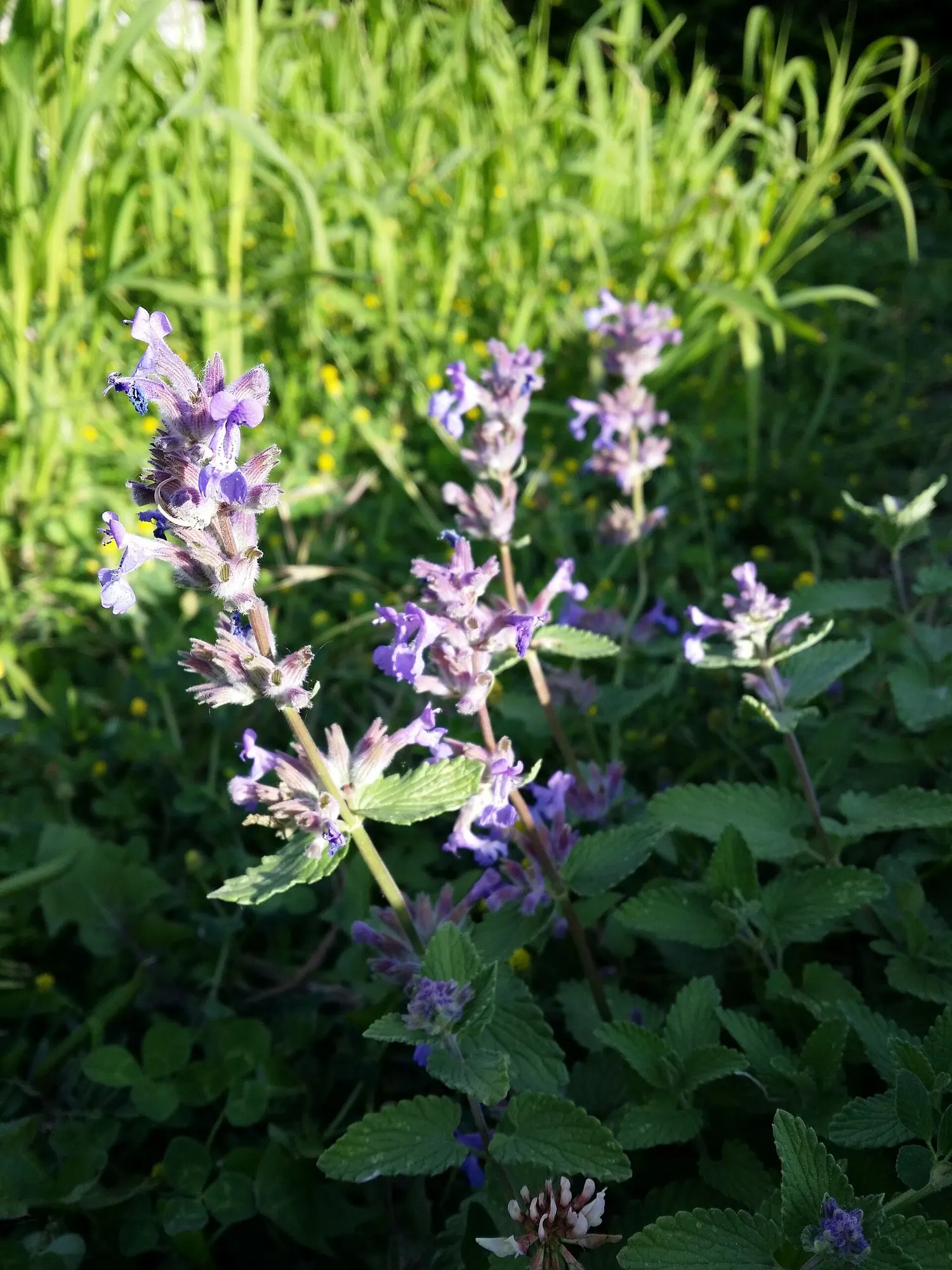 Catmint (Nepeta Racemosa 'Little Titch') — attracting butterflies and bees with their light