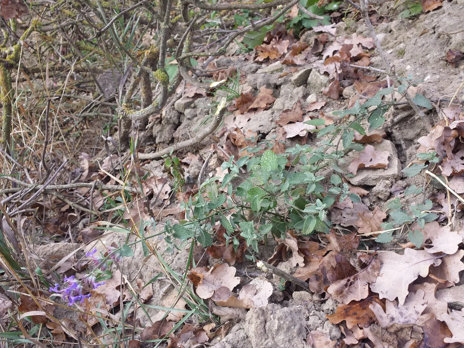 Catmint (Nepeta Racemosa 'Little Titch') — making it an excellent low-maintenance option for busy homeowners.<br><br>For a stunning visual effect