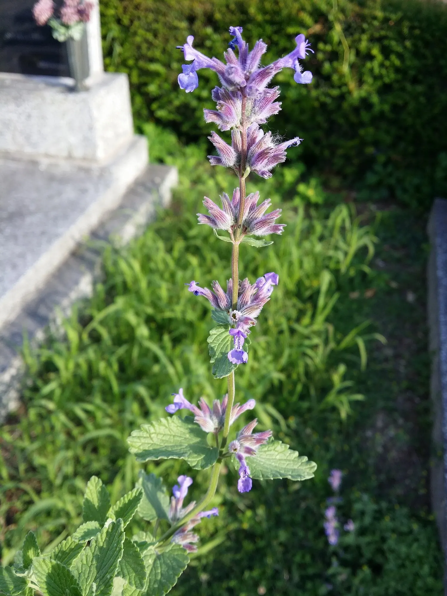 Catmint (Nepeta Racemosa 'Little Titch') — Nepeta 'Little Titch' requires well-drained soil and thrives in full to partial sun exposures