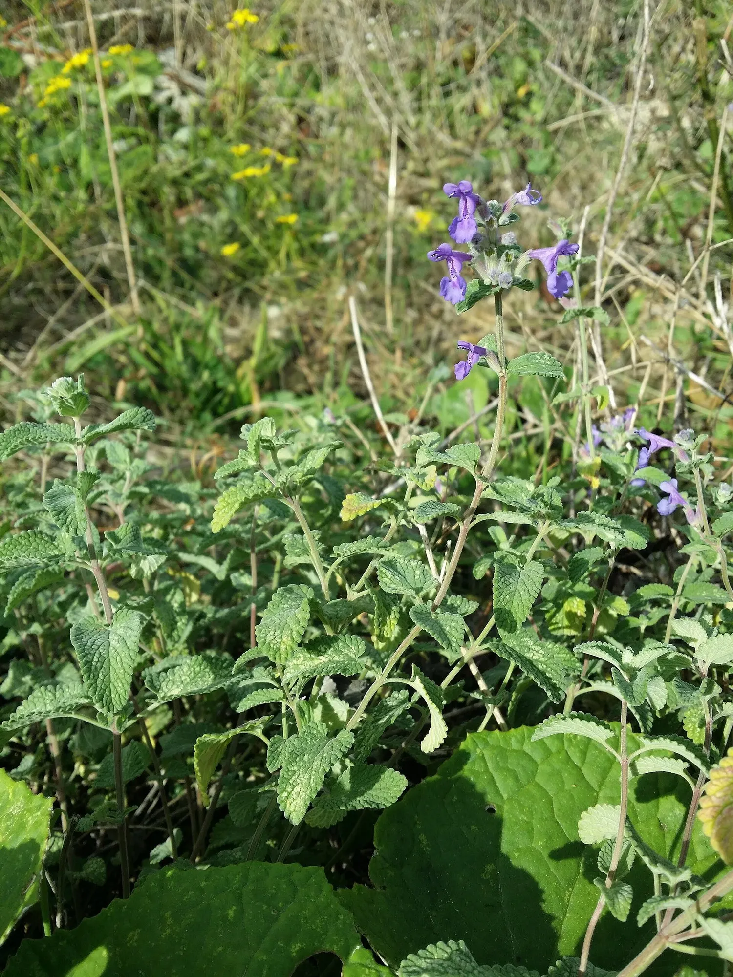 Catmint (Nepeta Racemosa 'Little Titch') — Growing to a modest height of 8 to 10 inches
