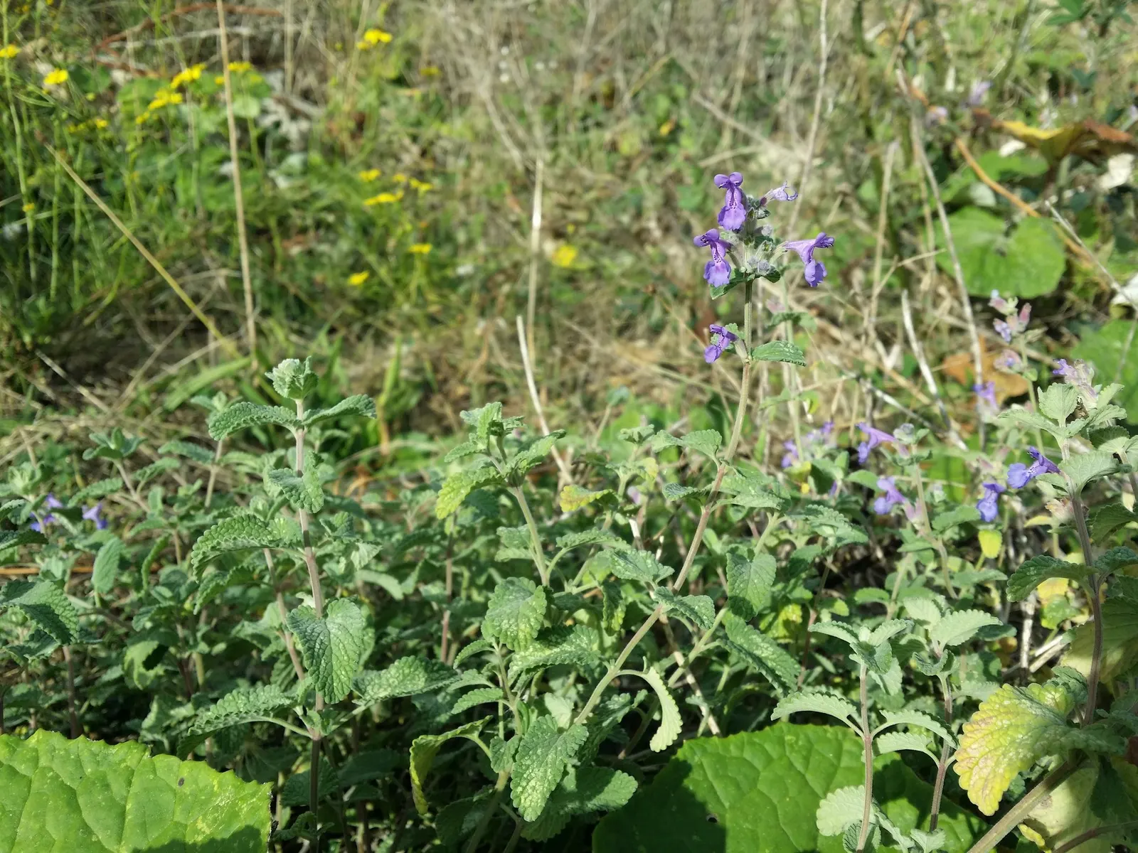 Catmint (Nepeta Racemosa 'Little Titch') — Its aromatic leaves are a deterrent to deer and attract pollinators